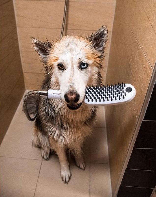 Ручной душ Hansgrohe DogShower 26640540 для собак